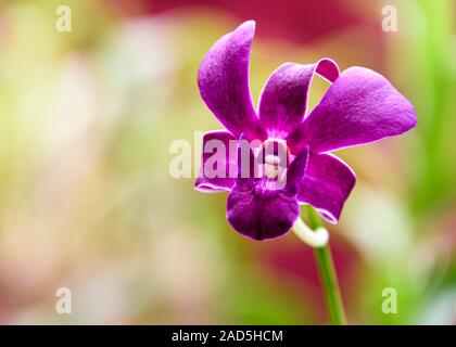Sri Lanka, Giardino Botanico - Agosto 2015 - fioriture di orchidee Foto Stock