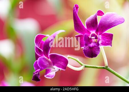 Sri Lanka, Giardino Botanico - Agosto 2015 - fioriture di orchidee Foto Stock