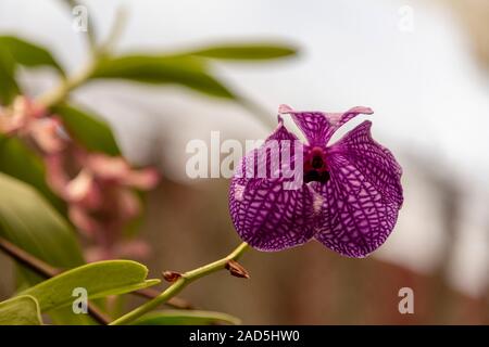 Sri Lanka, Giardino Botanico - Agosto 2015 - fioriture di orchidee Foto Stock
