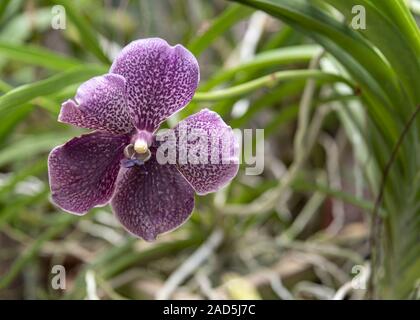 Sri Lanka, Giardino Botanico - Agosto 2015 - fioriture di orchidee Foto Stock