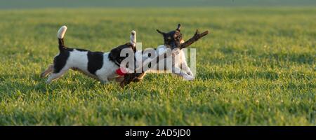 Due carino piccolo Jack Russell Terrier cani corrono insieme su un prato verde e giocare e lotta con una grande filiale. Foto Stock