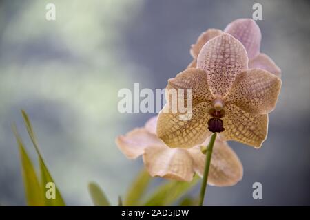 Sri Lanka, Giardino Botanico - Agosto 2015 - fioriture di orchidee Foto Stock