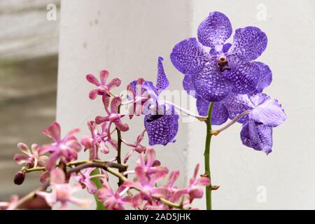 Sri Lanka, Giardino Botanico - Agosto 2015 - fioriture di orchidee Foto Stock