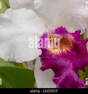Sri Lanka, Giardino Botanico - Agosto 2015 - fioriture di orchidee Foto Stock