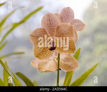 Sri Lanka, Giardino Botanico - Agosto 2015 - fioriture di orchidee Foto Stock