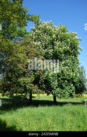 Aesculus hippocastanum, Ippocastano, Aesculus carnea, Rosso Buckeye Foto Stock