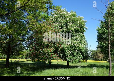 Aesculus hippocastanum, Rosskastanie, Ippocastano, Aesculus carnea, Rote Rosskastanie, Buckey rosso Foto Stock