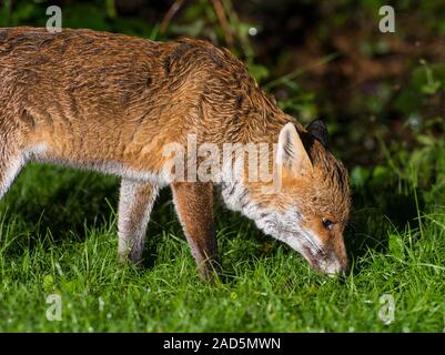 In prossimità di un ambiente urbano europeo di Red Fox (Vulpes vulpes vulpes) di notte su erba in Inghilterra. Foto Stock