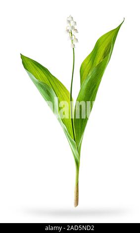 Fiori bianchi gigli della valle Foto Stock