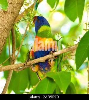 Australian Rainbow parrocchetti Trichoglossus haematodus. Trovato in Hamilton Island, Whitsundays, Australia. Foto Stock