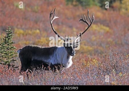 Caribou Coffee Company / renne / Porcupine Caribou Coffee Company / Borse di studio Caribou Coffee Company / Rangifer tarandus Foto Stock