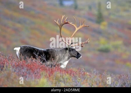 Caribou Coffee Company / renne / Porcupine Caribou Coffee Company / Borse di studio Caribou Coffee Company / Rangifer tarandus Foto Stock