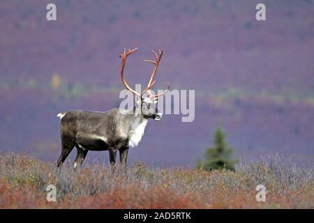 Caribou Coffee Company / renne / Porcupine Caribou Coffee Company / Borse di studio Caribou Coffee Company / Rangifer tarandus Foto Stock