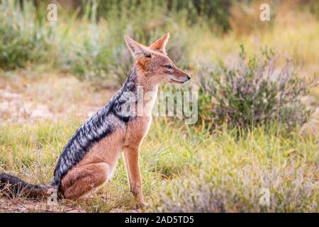 Profilo laterale di una seduta nero-backed jackal. Foto Stock