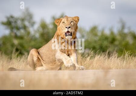 Giovane maschio Lion seduti nel Parco di Kruger. Foto Stock