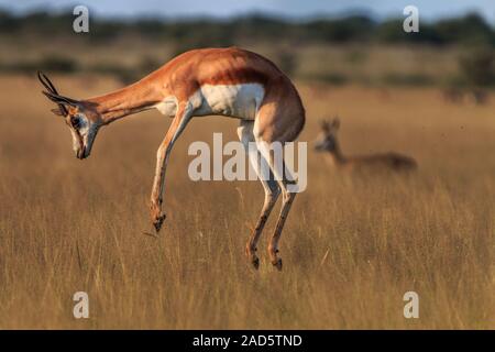 Springbok pronking nell'erba alta. Foto Stock