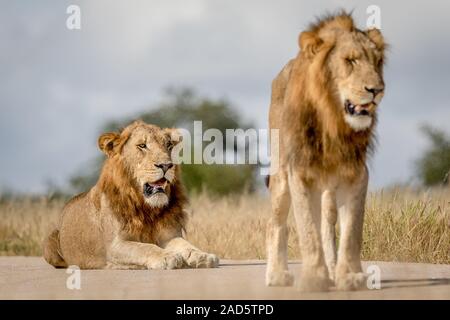 Due maschi giovani fratelli Lion nel Parco di Kruger. Foto Stock