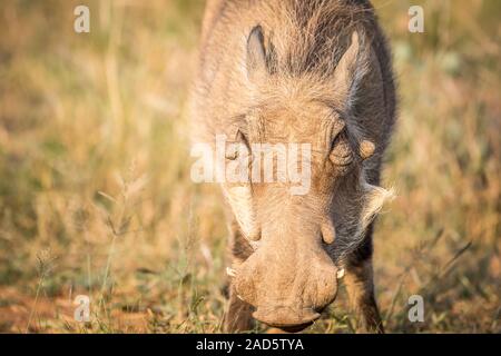 Close up di un mangiare Warthog. Foto Stock