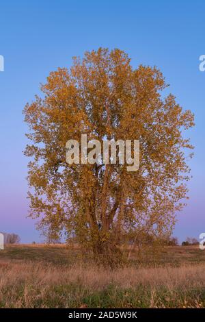 Pioppi neri americani orientale tree (Populus deltoides), autunno, Minnesota, USA, da Dominique Braud/Dembinsky Foto Assoc Foto Stock