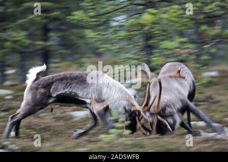 La renna / Montagna renne / norvegese / renne renne del Nord / renne combattimenti Foto Stock