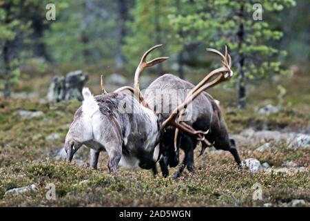 La renna, nella stagione degli amori, i tori si lotta per l accesso alle femmine Foto Stock