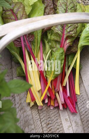 Appena raccolto colorato bietole (Beta vulgaris subsp. Cicla var. Flavescens) 'luci luminose' in un cestello di legno UK + irlandese solo diritti. Foto Stock