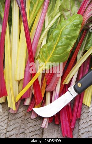 Appena raccolto colorato bietole (Beta vulgaris subsp. Cicla var. Flavescens) 'luci luminose' e un falcetto in un cestello di legno UK + irlandese solo diritti Foto Stock