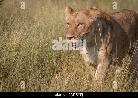 Una femmina di Lion camminando nell'erba. Foto Stock