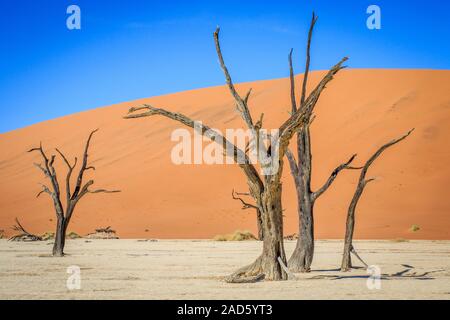 Gli alberi morti in un sale in padella la Deadvlei. Foto Stock