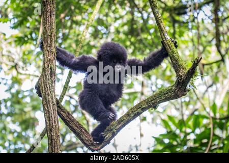 Baby gorilla di montagna di arrampicata in una struttura ad albero. Foto Stock