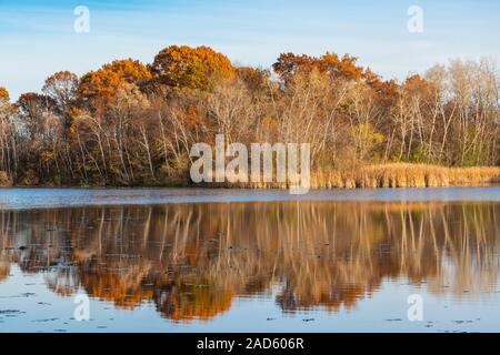 White Birch, vacilla Aspen e foresta di querce lungo il lago, Autunno, Minnesota, USA, da Dominique Braud/Dembinsky Foto Assoc Foto Stock