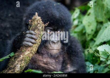 Stretta di mano di un bambino gorilla di montagna. Foto Stock