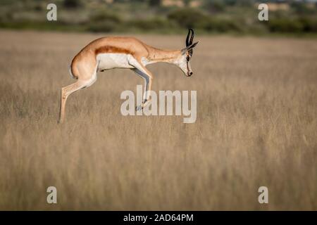 Springbok pronking nella Central Kalahari Game Reserve. Foto Stock