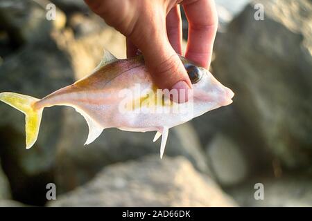 Pesca amatoriale in India 6. Questo pesci balestra catturati sulla carne di vongole Foto Stock