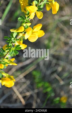 Rami di fioritura genista tinctoria (dyer's greenweed o dyer la ginestra) contro sfocate erba grigio oft bokeh di fondo Foto Stock