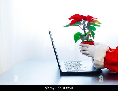 Babbo Natale utilizzando laptop su sfondo bianco con red poinsettia. Vestito in guanti bianchi mani di Santa la digitazione sul computer. Foto Stock