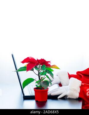 Babbo Natale utilizzando laptop su sfondo bianco con red poinsettia. Vestito in guanti bianchi mani di Santa la digitazione sul computer. Foto Stock