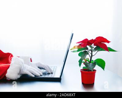 Babbo Natale utilizzando laptop su sfondo bianco con red poinsettia. Vestito in guanti bianchi mani di Santa la digitazione sul computer. Foto Stock