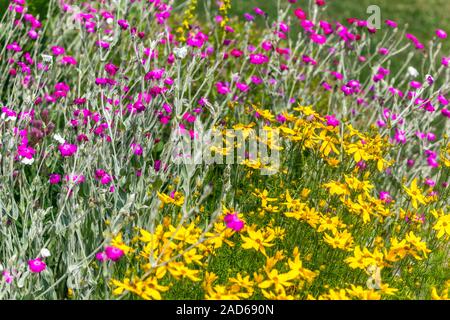 Tickseed Coreopsis verticillata 'Grandiflora' Rose Campion Lychnis coronaria Foto Stock