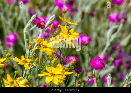 Tickseed Coreopsis verticillata 'Grandiflora' Foto Stock