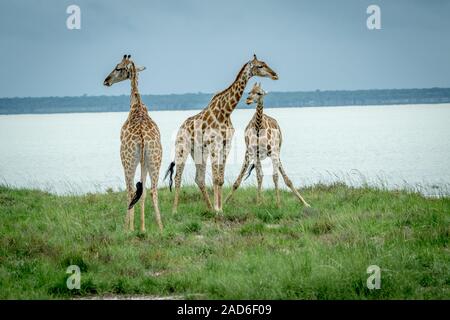 Gruppo di giraffe in piedi in erba. Foto Stock