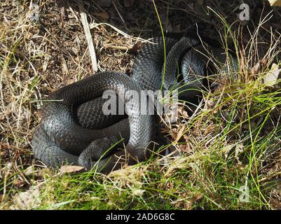 Vipera berus, politica europea comune in materia di sommatore, politica europea comune in materia di Viper Foto Stock