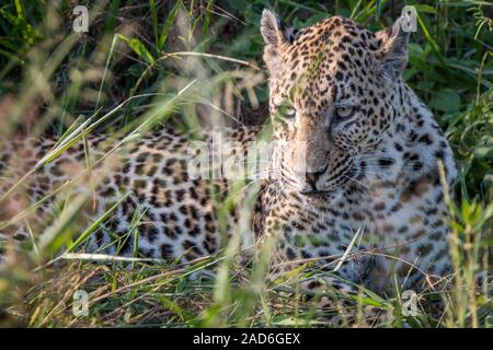 Una femmina di Leopard rilassanti in erba nel Sabi Sand Game Reserve, Sud Africa. Foto Stock