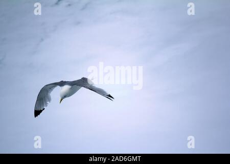 Kittiwakes sono una delle poche specie di uccelli che volano al Polo Nord Foto Stock