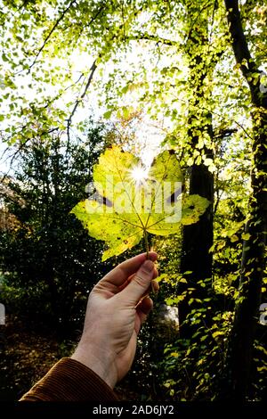 Maschio di mano che regge una foglia in autunno Foto Stock