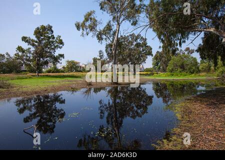 Madrona Marsh zone umide è un primaverile palude di acqua dolce ed è approssimativamente di 43 acri. TORRANCE, CALIFORNIA, STATI UNITI D'AMERICA Foto Stock