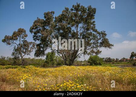 Madrona Marsh zone umide è un primaverile palude di acqua dolce ed è approssimativamente di 43 acri. TORRANCE, CALIFORNIA, STATI UNITI D'AMERICA Foto Stock