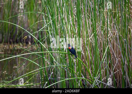 Rosso-winged Blackbird. (Agelaius phoeniceus) Madrona Marsh zone umide è un primaverile palude di acqua dolce ed è approssimativamente di 43 acri. Torrance, California, U Foto Stock