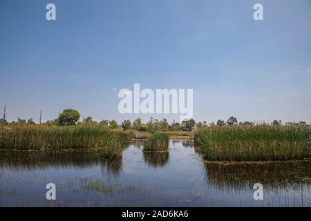 Madrona Marsh zone umide è un primaverile palude di acqua dolce ed è approssimativamente di 43 acri. TORRANCE, CALIFORNIA, STATI UNITI D'AMERICA Foto Stock