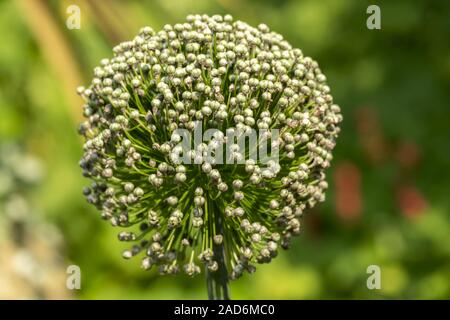 Testa di frutta il porro (Allium ampeloprasum subsp. ampeloprasum) Foto Stock